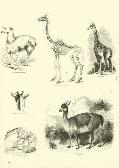 Side fra The Pictorial Museum of Animated Nature af English School