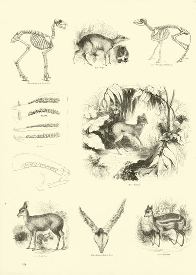 Side fra The Pictorial Museum of Animated Nature af English School