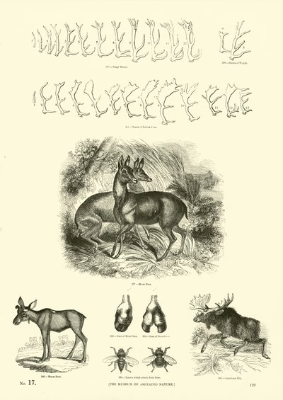 Side fra The Pictorial Museum of Animated Nature af English School
