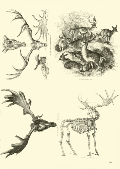 Side fra The Pictorial Museum of Animated Nature af English School