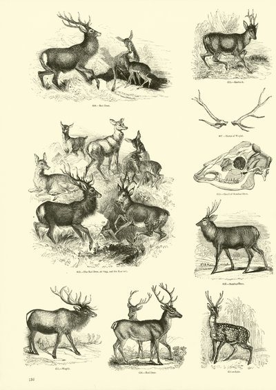 Side fra The Pictorial Museum of Animated Nature af English School