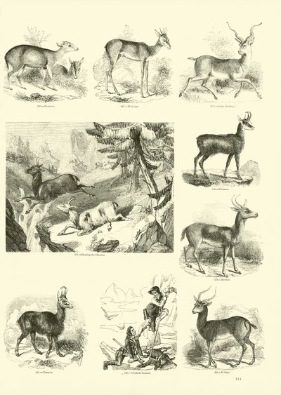 Side fra The Pictorial Museum of Animated Nature af English School