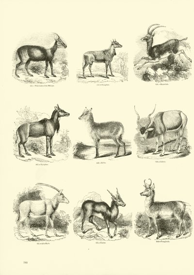Side fra The Pictorial Museum of Animated Nature af English School