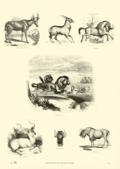 Side fra The Pictorial Museum of Animated Nature af English School