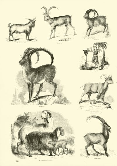 Side fra The Pictorial Museum of Animated Nature af English School