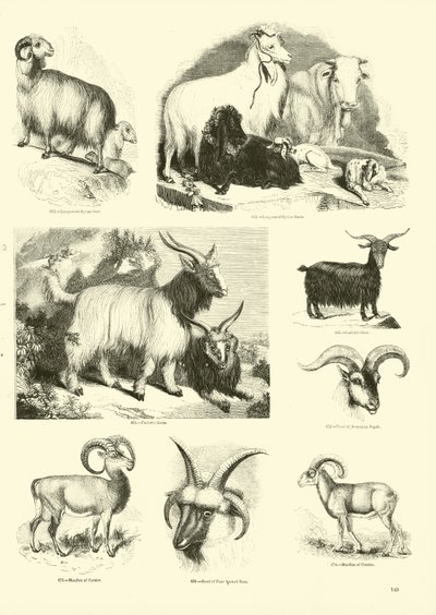 Side fra The Pictorial Museum of Animated Nature af English School