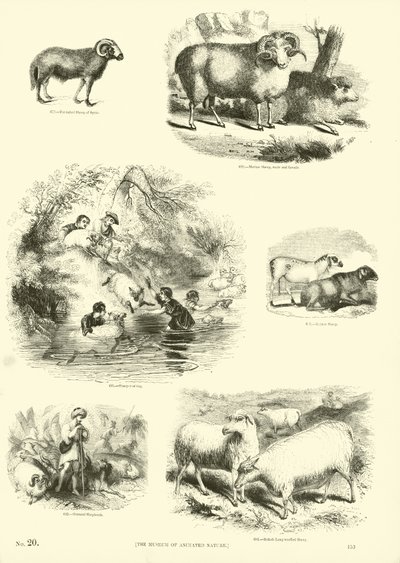 Side fra The Pictorial Museum of Animated Nature af English School