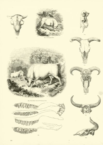 Side fra The Pictorial Museum of Animated Nature af English School