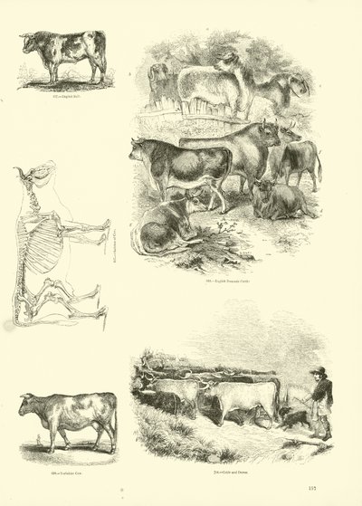 Side fra The Pictorial Museum of Animated Nature af English School