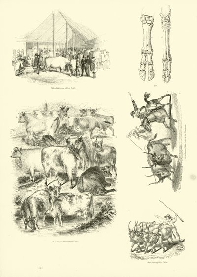 Side fra The Pictorial Museum of Animated Nature af English School