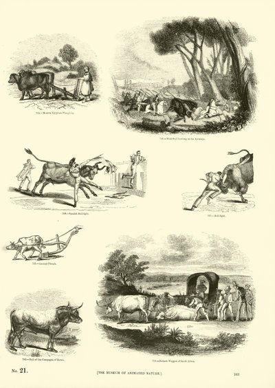 Side fra The Pictorial Museum of Animated Nature af English School