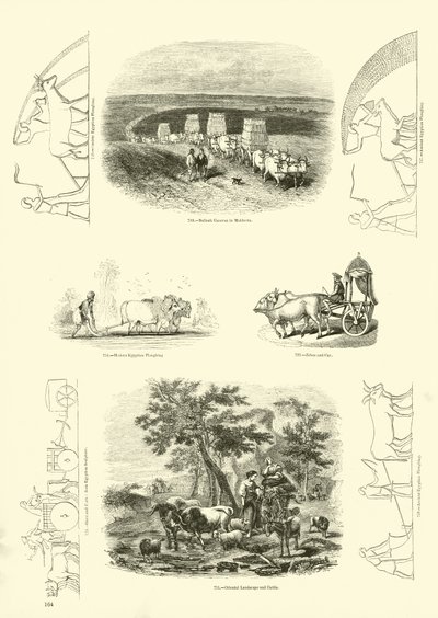 Side fra The Pictorial Museum of Animated Nature af English School