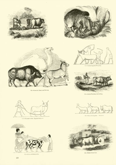 Side fra The Pictorial Museum of Animated Nature af English School