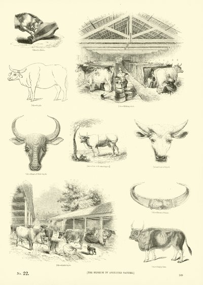 Side fra The Pictorial Museum of Animated Nature af English School
