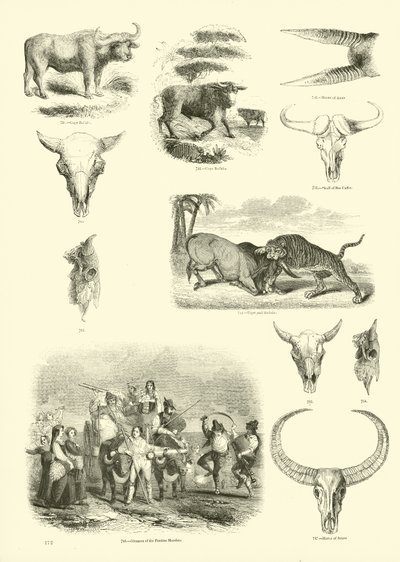 Side fra The Pictorial Museum of Animated Nature af English School