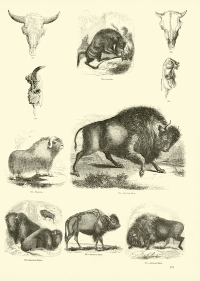 Side fra The Pictorial Museum of Animated Nature af English School