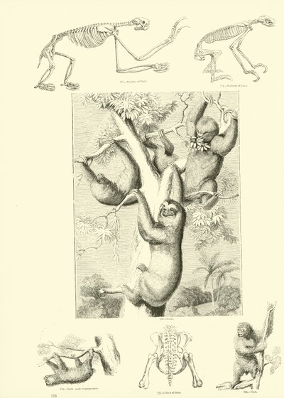 Side fra The Pictorial Museum of Animated Nature af English School