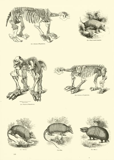 Side fra The Pictorial Museum of Animated Nature af English School