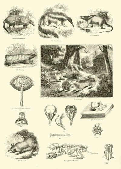 Side fra The Pictorial Museum of Animated Nature af English School