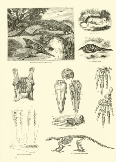 Side fra The Pictorial Museum of Animated Nature af English School