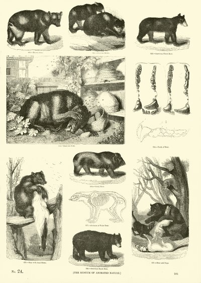 Side fra The Pictorial Museum of Animated Nature af English School