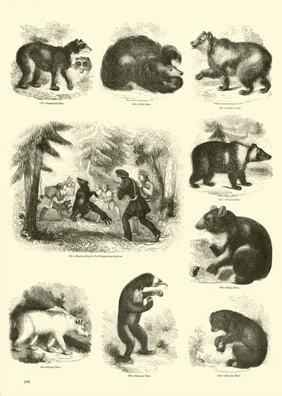 Side fra The Pictorial Museum of Animated Nature af English School