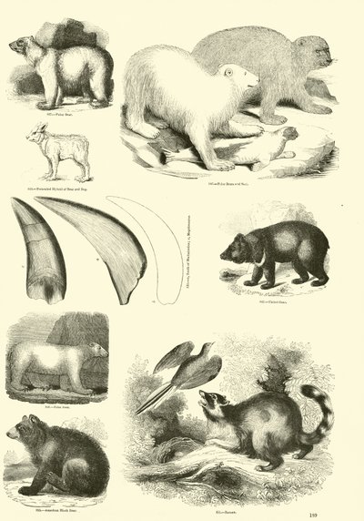 Side fra The Pictorial Museum of Animated Nature af English School