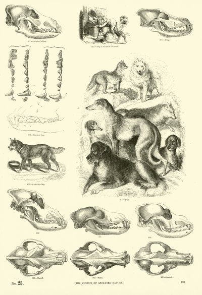 Side fra The Pictorial Museum of Animated Nature af English School