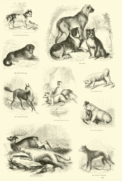 Side fra The Pictorial Museum of Animated Nature af English School
