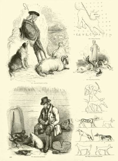 Side fra The Pictorial Museum of Animated Nature af English School