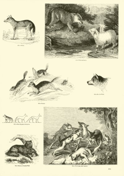 Side fra The Pictorial Museum of Animated Nature af English School