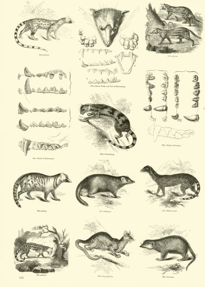 Side fra The Pictorial Museum of Animated Nature af English School