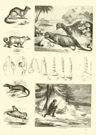 Side fra The Pictorial Museum of Animated Nature af English School