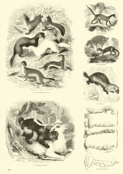 Side fra The Pictorial Museum of Animated Nature af English School