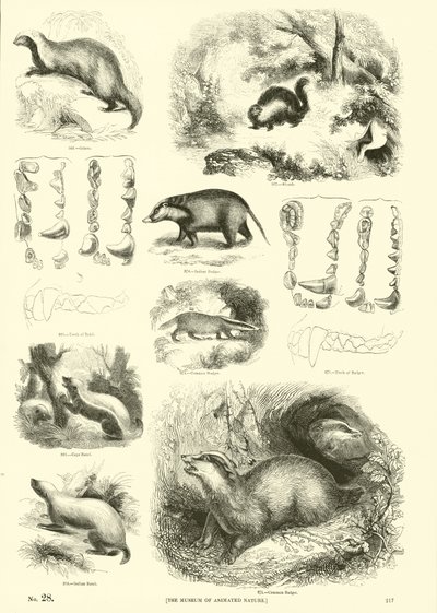 Side fra The Pictorial Museum of Animated Nature af English School