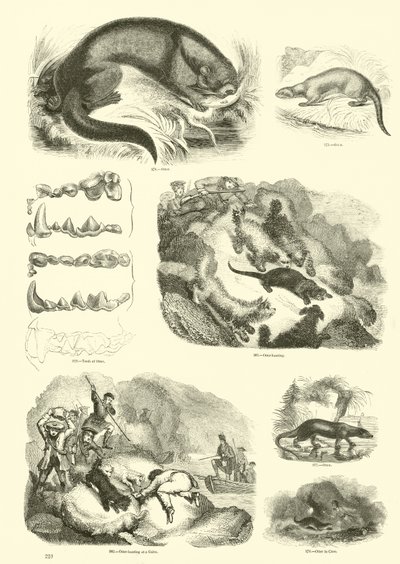 Side fra The Pictorial Museum of Animated Nature af English School