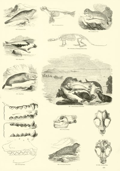 Side fra The Pictorial Museum of Animated Nature af English School