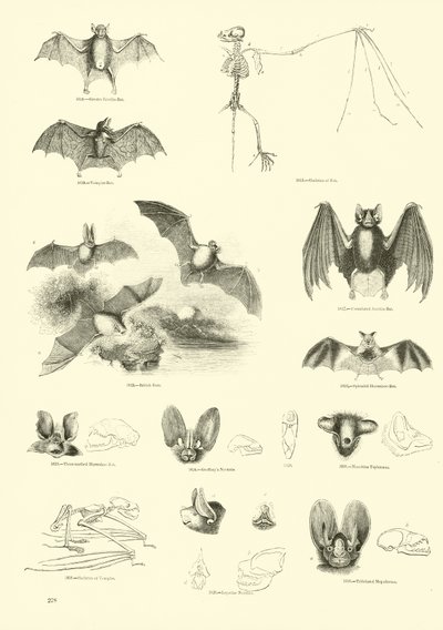 Side fra The Pictorial Museum of Animated Nature af English School