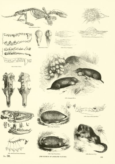 Side fra The Pictorial Museum of Animated Nature af English School