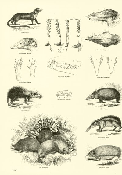 Side fra The Pictorial Museum of Animated Nature af English School
