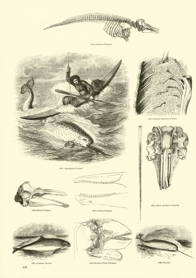 Side fra The Pictorial Museum of Animated Nature af English School