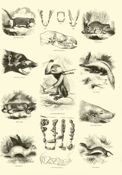 Side fra The Pictorial Museum of Animated Nature af English School