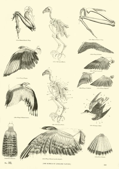 Side fra The Pictorial Museum of Animated Nature af English School