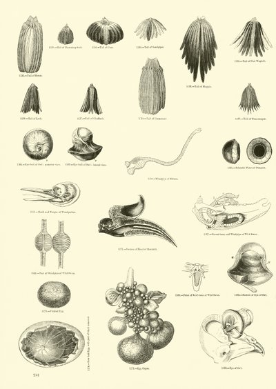 Side fra The Pictorial Museum of Animated Nature af English School