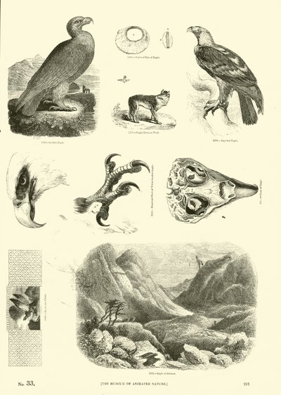 Side fra The Pictorial Museum of Animated Nature af English School