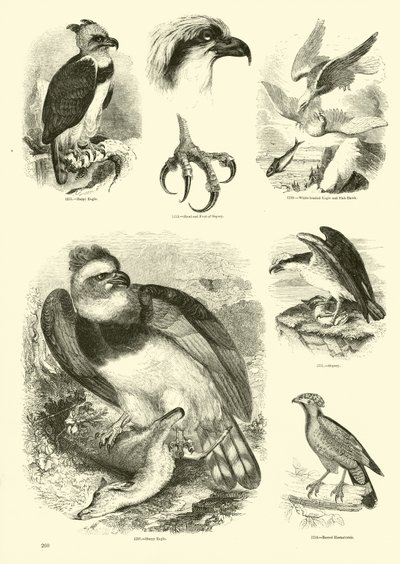 Side fra The Pictorial Museum of Animated Nature af English School