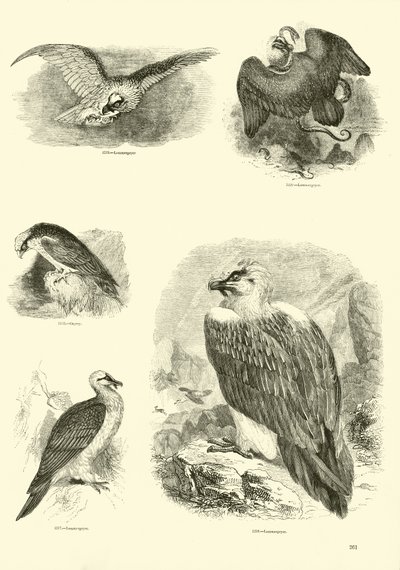 Side fra The Pictorial Museum of Animated Nature af English School