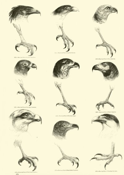 Side fra The Pictorial Museum of Animated Nature af English School