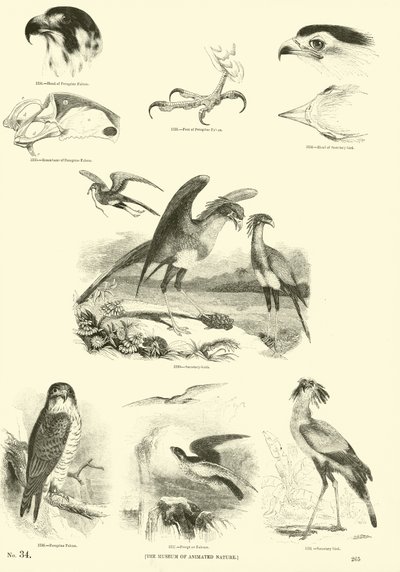 Side fra The Pictorial Museum of Animated Nature af English School