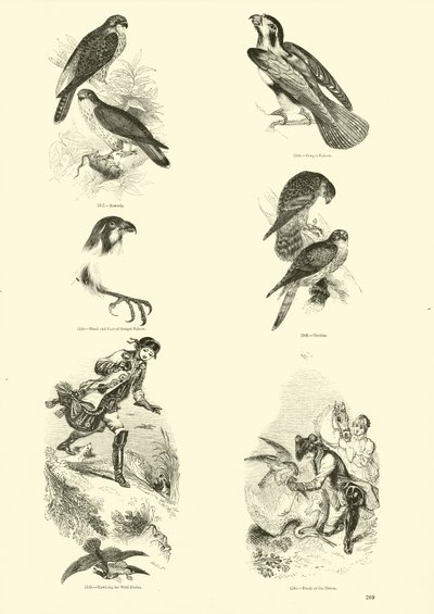 Side fra The Pictorial Museum of Animated Nature af English School